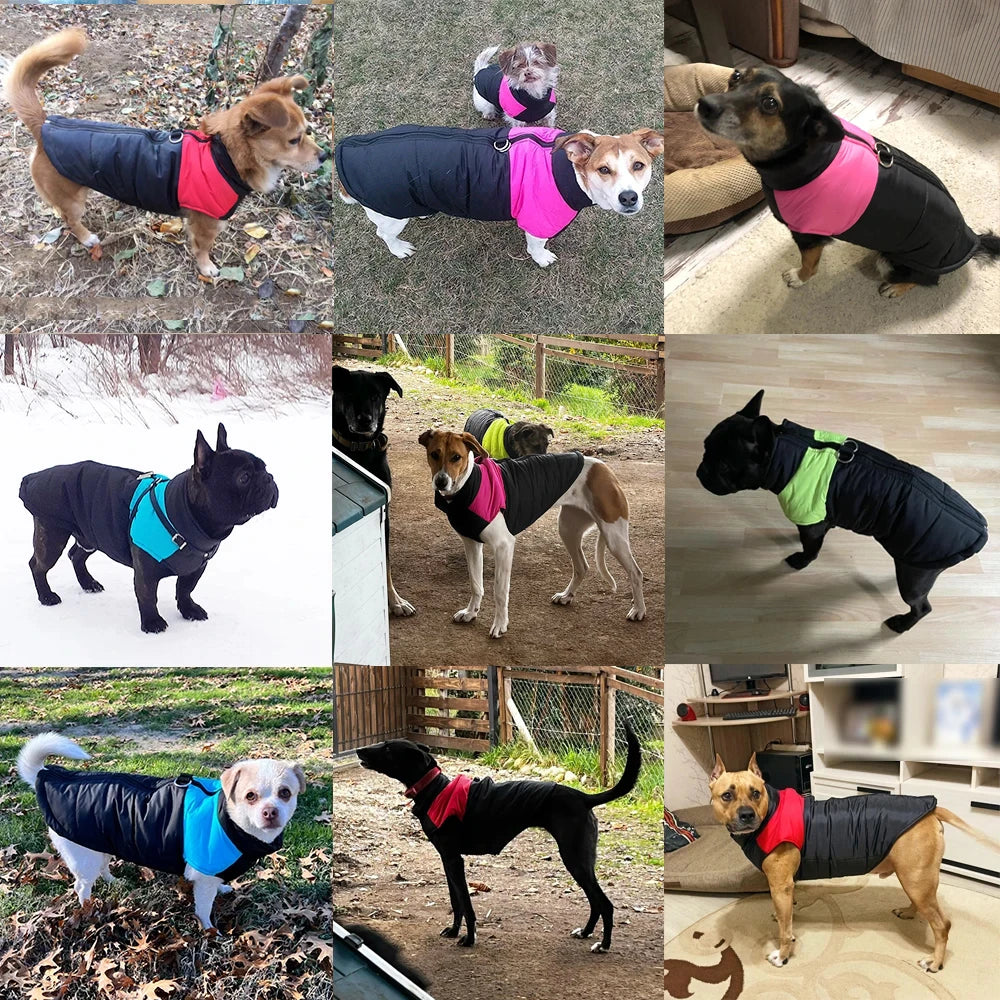 Hunde tragen die gefütterte Hundewinterjacke in Schwarz mit farbigen Einsätzen in Pink, Rot, Blau und Neongrün – geeignet für unterschiedliche Hunderassen und Größen.